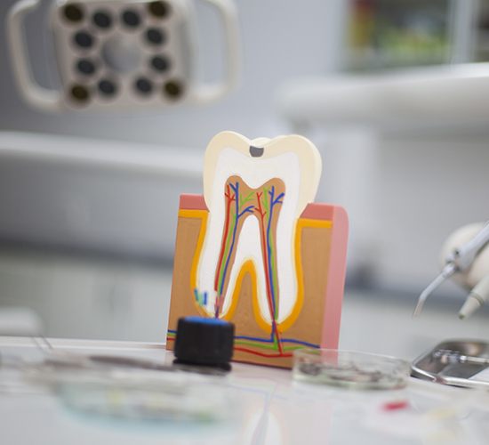 wooden model of tooth with roots